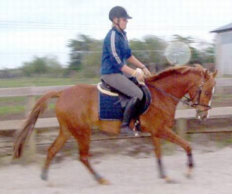 Palomino Stargolds Kalina (Død) - dressur med gamle ejer billede 2