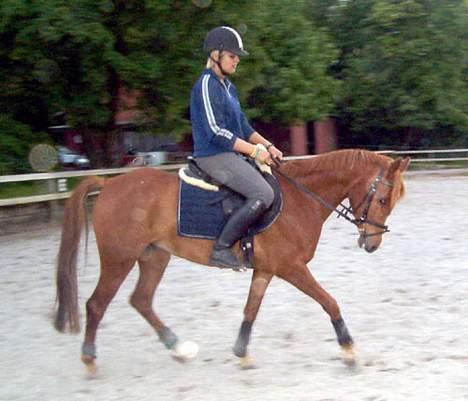 Palomino Stargolds Kalina (Død) - dressur igen.. thea der rider hende billede 5