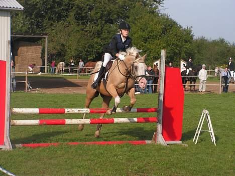 Palomino Shulay Gold 'n' Silver  - LC i hedelykke, 3 plads (: billede 17