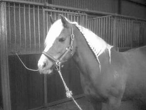 Haflinger Eliza R.I.P - du savnet ! - Hygger .. Smiil.. Haflingerfletning..  billede 5