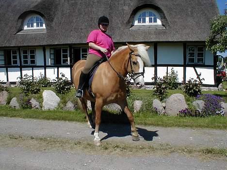 Haflinger Eliza R.I.P - du savnet ! - på Besøg Hos Moster Gitte .. :) Ville ikke stå Stille.. billede 6