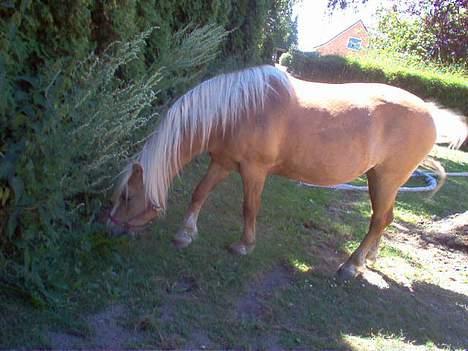 Haflinger Eliza R.I.P - du savnet ! - På Besøg Hos Mor i Baghaven.. :) billede 7