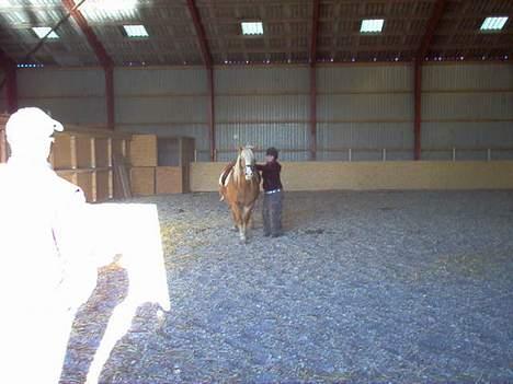 Haflinger Eliza R.I.P - du savnet ! - Prøveturen På min Putte .. Skide Godt :P  billede 8