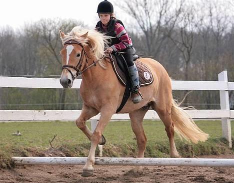 Haflinger Spunk/Aron DØD - stine hans gamle halvpart og spunk over en kavaleti er de ikke søde sammen  billede 17