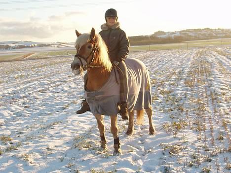 Haflinger Alliann Rundhøj - min stolthed (; så dejlig (;MÅ IKKE KOPIRES billede 12