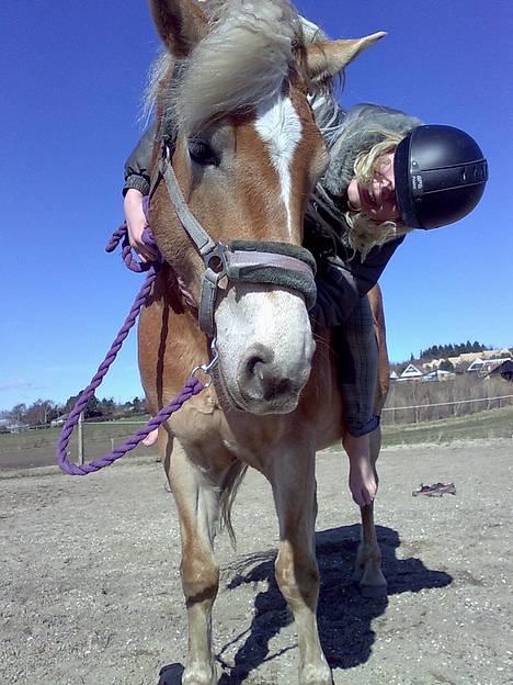 Haflinger Alliann Rundhøj - min elsked hest og jeg  MÅ IKKE KOPIRES billede 13