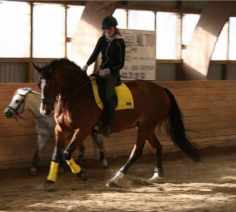 Dansk Varmblod Diametra Lysegård - SOLGT - mere dressur , galop :p billede 10