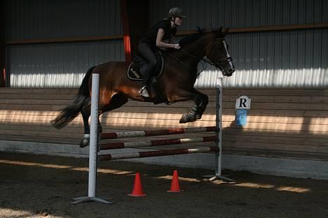 Dansk Varmblod Diametra Lysegård - SOLGT - hesten springer :D:D billede 13