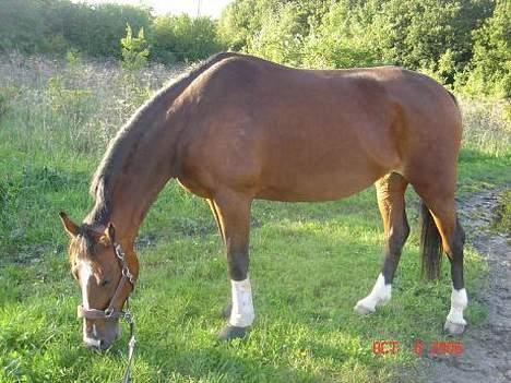 Dansk Varmblod Diametra Lysegård - SOLGT - Og hesten blev også sulten (; billede 14