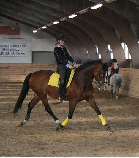 Dansk Varmblod Diametra Lysegård - SOLGT - Spring´hyppen som også ka´ ride dressur (; billede 16