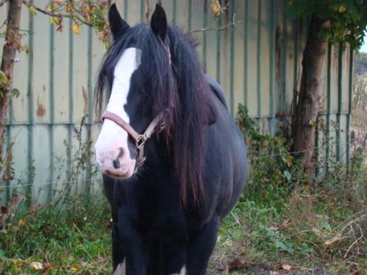 Irish Cob Barbie R.I.B - Barbie På marken billede 1