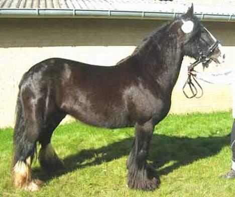 Irish Cob Barbie R.I.B - til kåring billede 2