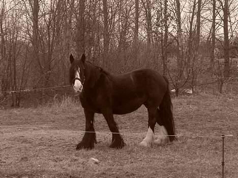 Irish Cob Barbie R.I.B billede 3