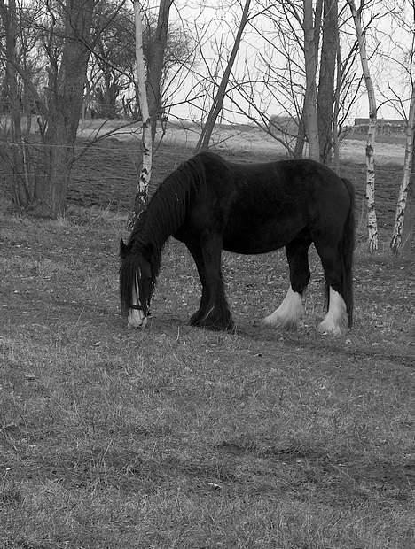 Irish Cob Barbie R.I.B billede 4