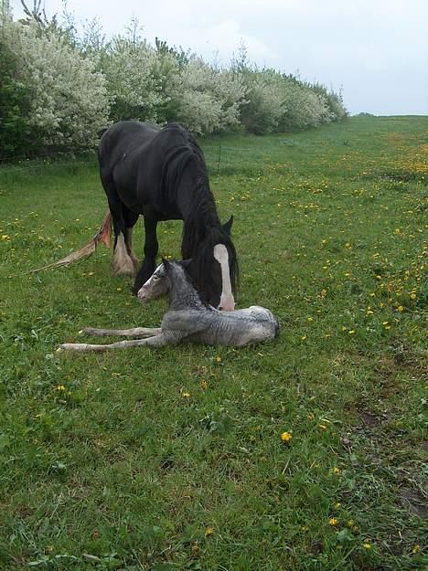 Irish Cob Barbie R.I.B - barbie lige kommet op og stå efter hun har født billede 5