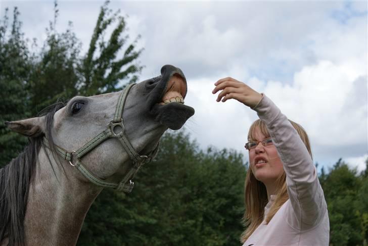 Anden særlig race Vanggården's Mister Magic - "If I could reach up and hold a star for every time you made me smile, I would have the whole night sky in the palm of my hand" Mister klikkertrænes. Smile :) D. 09-08-08 billede 18