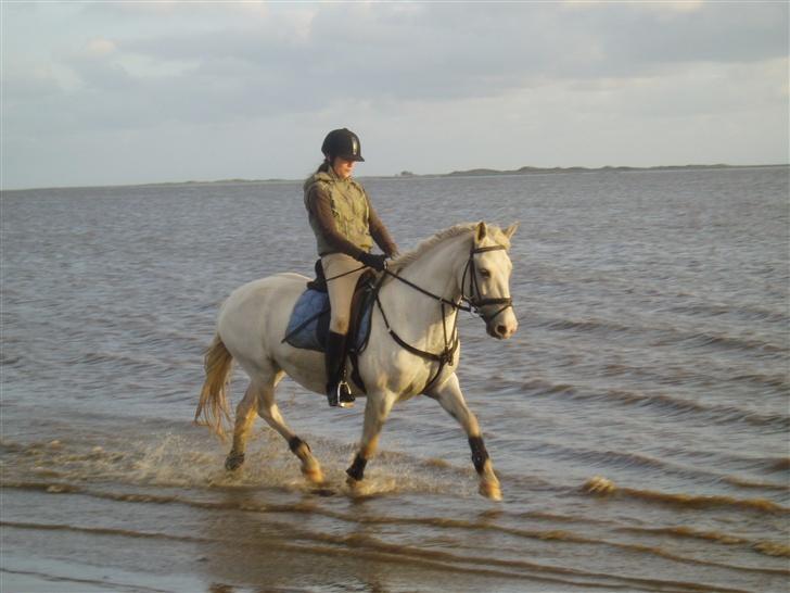 Irsk Sportspony Idom Aadahls Quickstep - I havet ved Marbæk <3 Noget af det bedste jeg nogensinde har oplevet med Quick :D billede 11