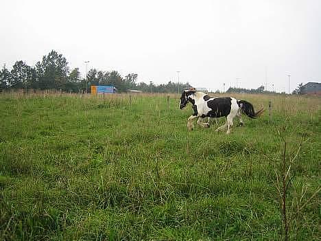 Irish Cob Silas :b  - Weeeeeeeeeeeeeeeeeeeeeeeeeee´ ! billede 18