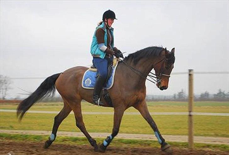 Dansk Varmblod limbo - Med kandar for 1. gang - 6. marts Foto. Tabita billede 25