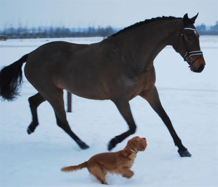 Dansk Varmblod limbo - Limbo d 16 februar.. billede 27