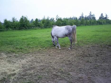 Arabisk fuldblod (OX) kentzu  Aflivet d. 30 maj billede 10