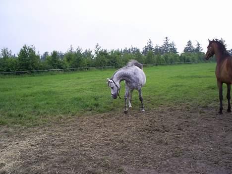 Arabisk fuldblod (OX) kentzu  Aflivet d. 30 maj billede 11