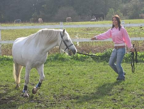 Welsh Pony af Cob-type (sec C) Leonardo billede 6