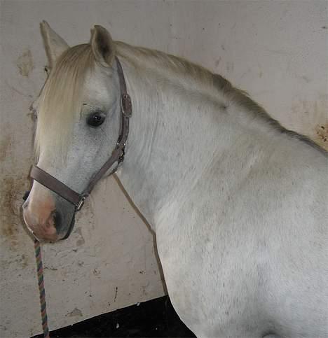 Welsh Pony af Cob-type (sec C) Leonardo billede 7