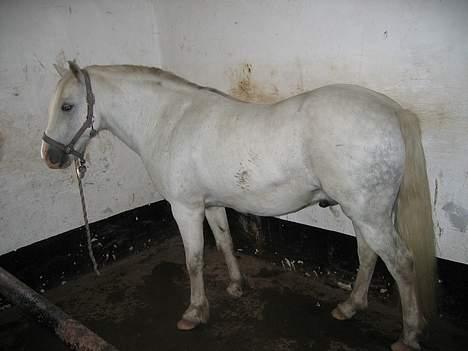 Welsh Pony af Cob-type (sec C) Leonardo billede 8