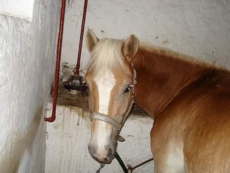 Haflinger Balder Gl. Halvpart billede 4