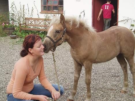 Haflinger stenbro´s starlight - søjde lille pus billede 9