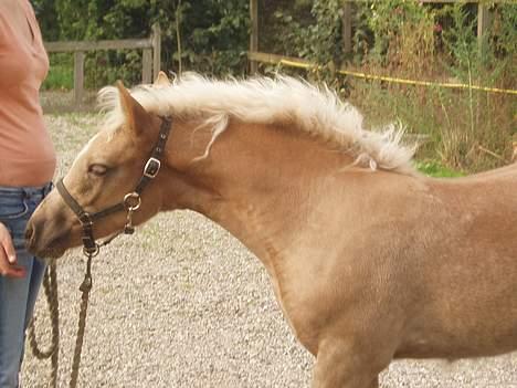 Haflinger stenbro´s starlight - lille hingste hals billede 10