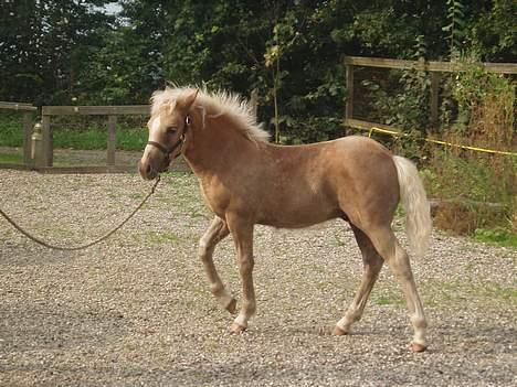 Haflinger stenbro´s starlight - fjolle hoved billede 11