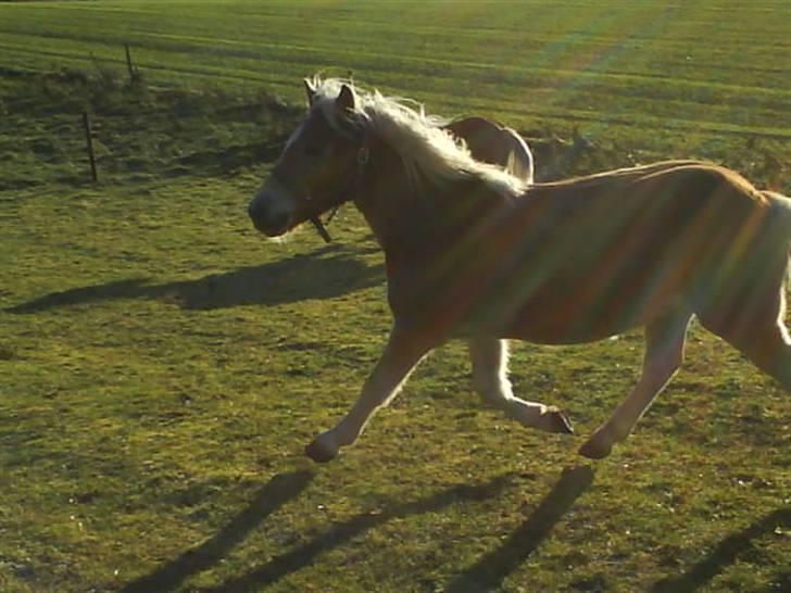 Haflinger stenbro´s starlight - han er da så fiin billede 13