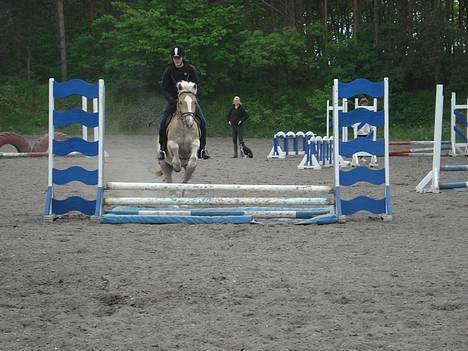 Haflinger Balder Gl. Halvpart billede 5