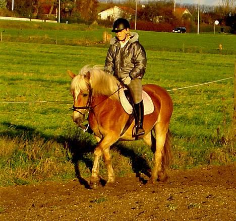 Haflinger Alliann Rundhøj - Alliann på arbejde (:MÅ IKKE KOPIRES billede 14