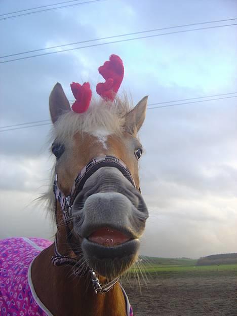 Haflinger Alliann Rundhøj - nussetrolden (; MÅ IKKE KOPIRES billede 15