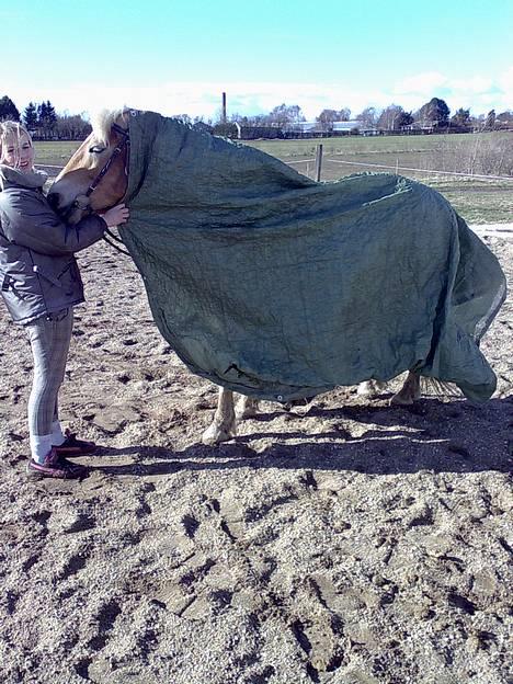 Haflinger Alliann Rundhøj - hvad kigger du på`? q;MÅ IKKE KOPIRES billede 16