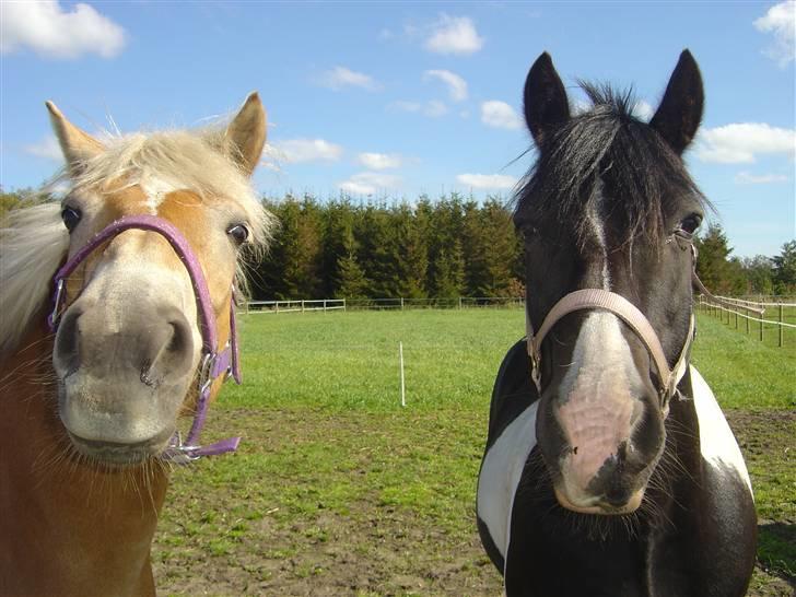 Haflinger Alliann Rundhøj - Alliann & Tommy MÅ IKKE KOPIRES billede 17