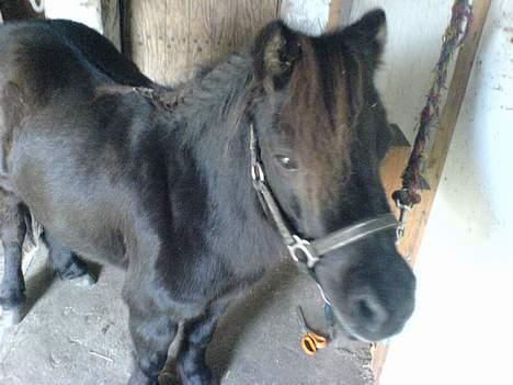 Shetlænder Sille SOLGT  - Smukke Skath <,33 Efter de kom hjem fra Anette billede 2