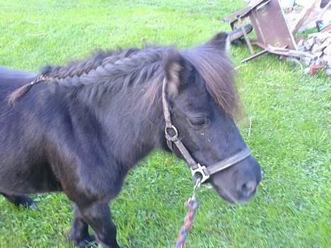 Shetlænder Sille SOLGT  - Sille Med Fransk (L) billede 3