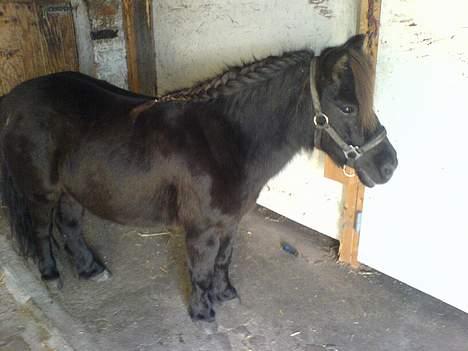 Shetlænder Sille SOLGT  - S!lleP!qen Med Fransk <3 billede 4