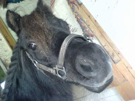 Shetlænder Sille SOLGT  - Hej Du!!! billede 5