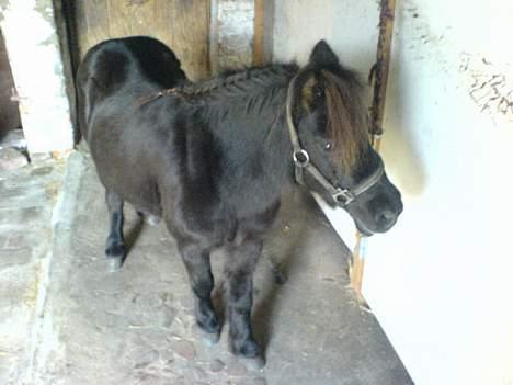 Shetlænder Sille SOLGT  - Smükke Miiqh!! billede 6