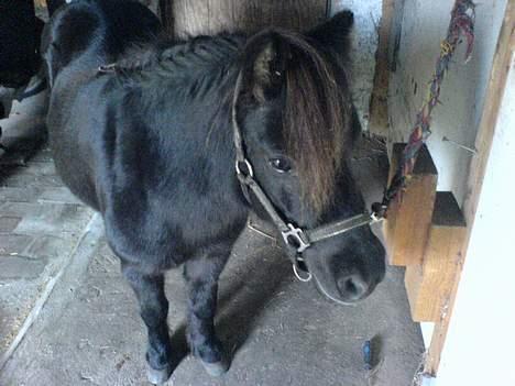 Shetlænder Sille SOLGT  - S!lle billede 8