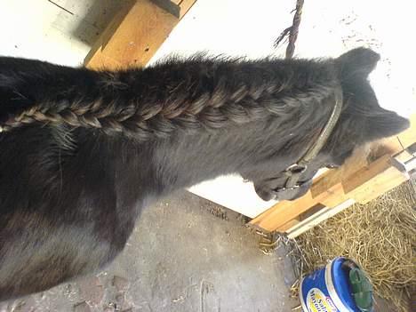 Shetlænder Sille SOLGT  - Fransk <.3 billede 9