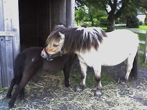 Shetlænder Sille SOLGT  - Felix oq jeq Hyqqenyqqer billede 10