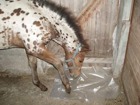 Knabstrupper Laramie (SOLGT) - Uh.. Plastikpose,den er slet ikke farlig.. billede 14