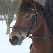 Anden særlig race Diana