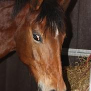 Anden særlig race Diana